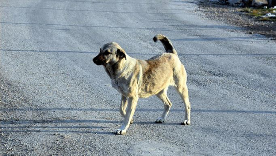 İçişleri ve Tarım bakanlıkları bütün illerde sokak köpeği denetimi yapacak