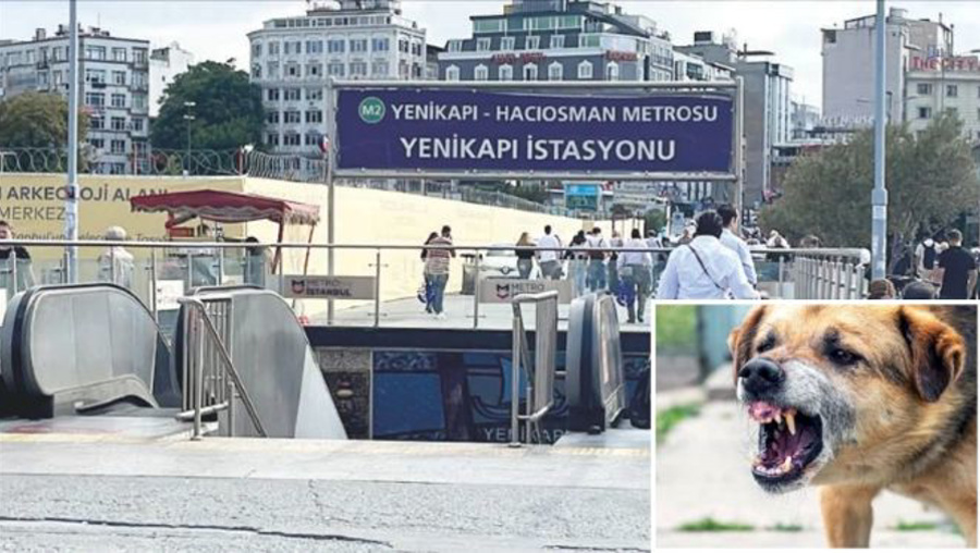 Köpek saldırısına uğrayan turiste valilik ve belediye tazminat ödeyecek